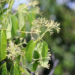 Découvrez les Bienfaits de l'Huile Essentielle de Ravintsara : Remède Miracle de la Nature