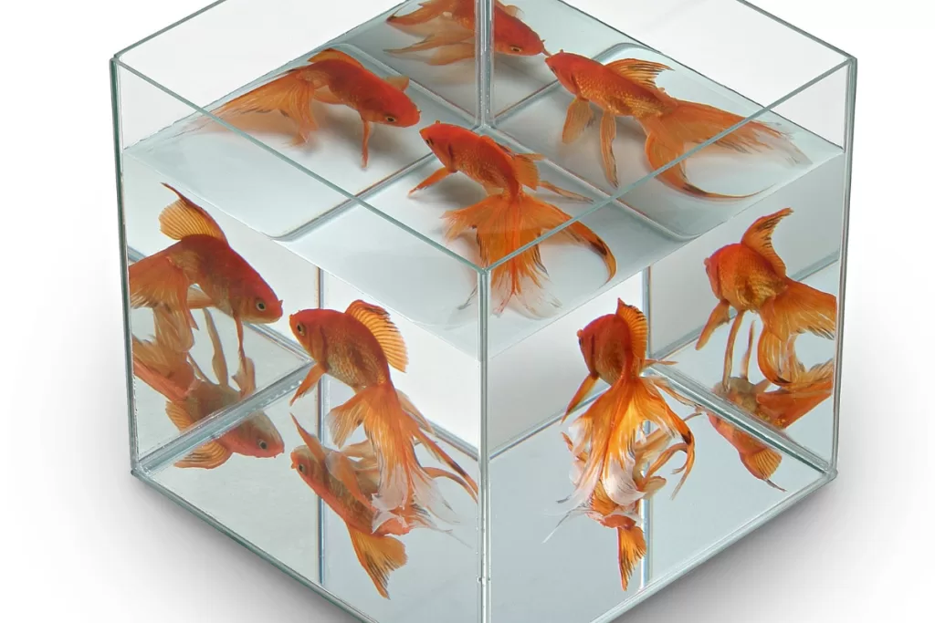 Le guide des Aquariums