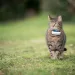 Colliers GPS pour animaux