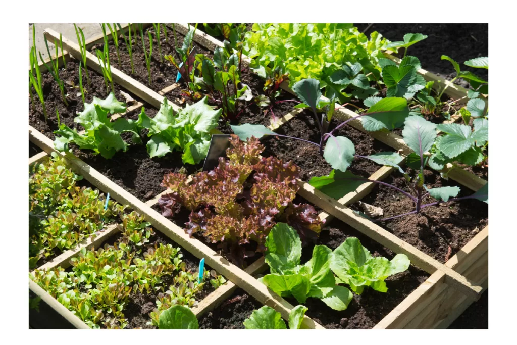 Potager en Carré