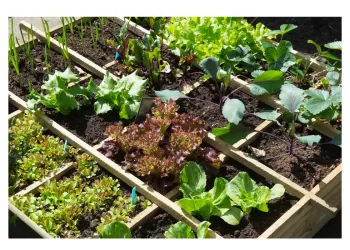 Potager en Carré