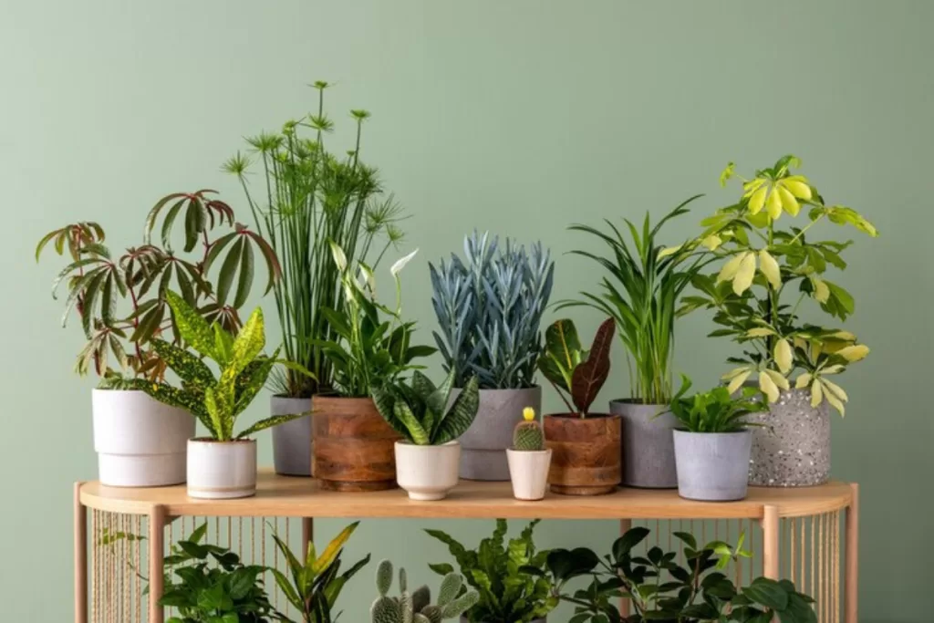 Une étagère murale et plantes