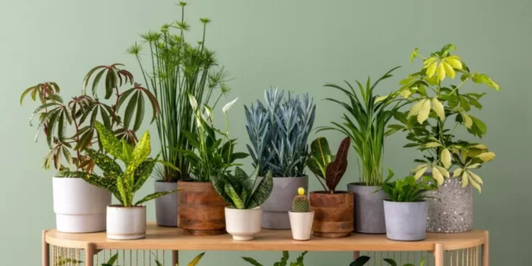 Une étagère murale et plantes